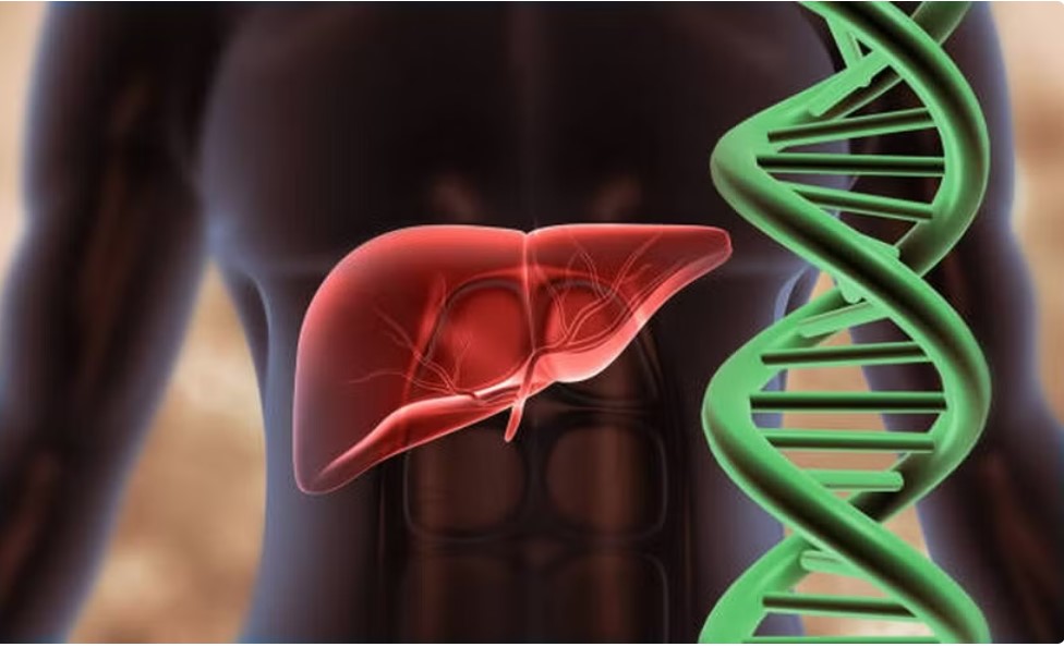 Lần đầu lập bản đồ gene gan người, hé lộ cơ chế bệnh gan nhiễm mỡ- Ảnh 1.