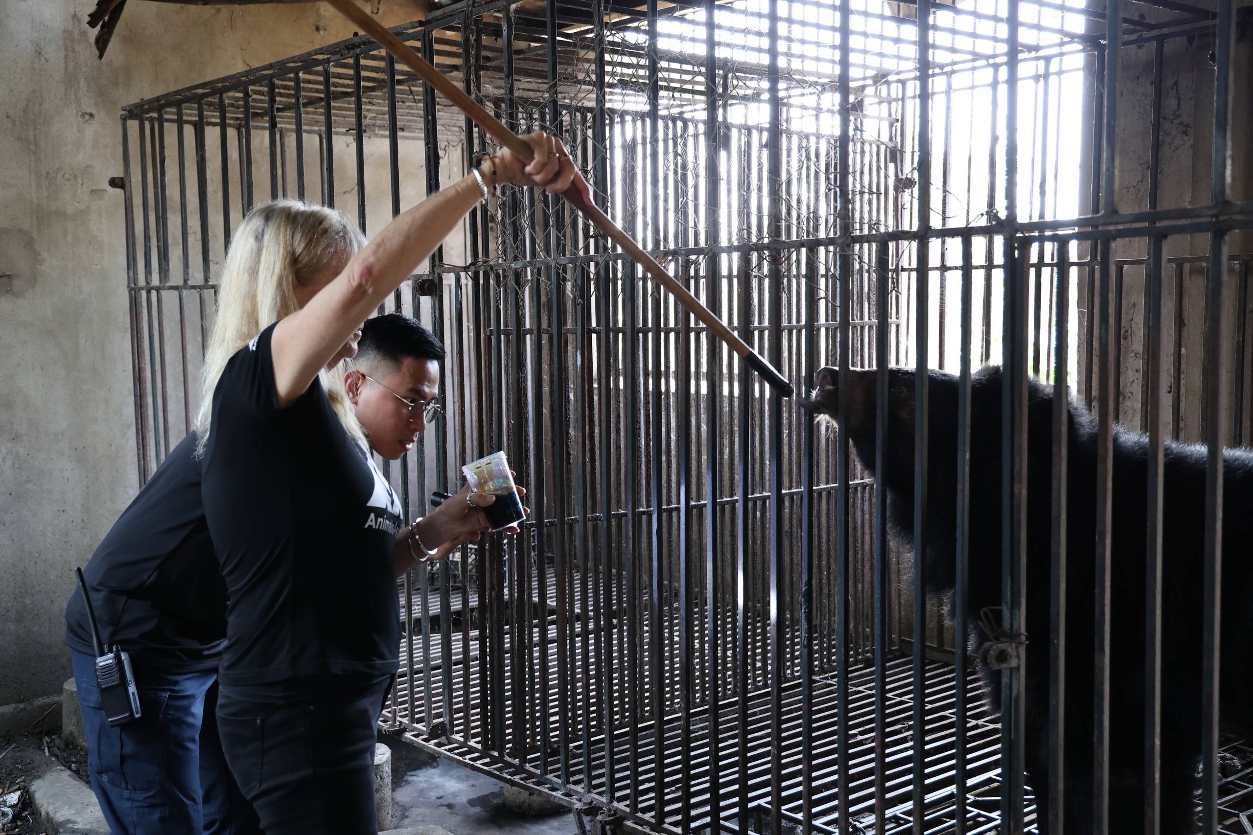 Giải cứu 2 cá thể gấu bị nuôi nhốt nhiều năm về 'nhà mới' ở Bạch Mã- Ảnh 4.