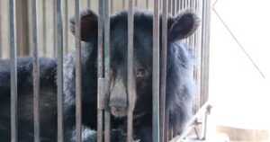 Giải cứu 2 cá thể gấu bị nuôi nhốt nhiều năm về ‘nhà mới’ ở Bạch Mã