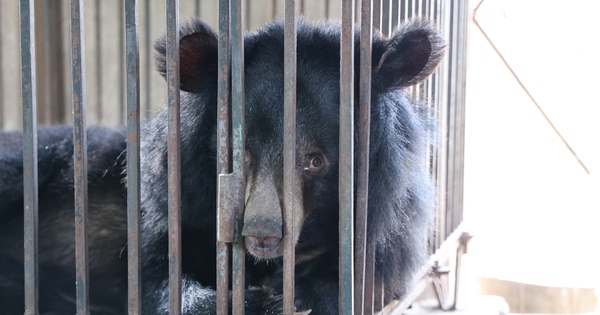 Giải cứu 2 cá thể gấu bị nuôi nhốt nhiều năm về ‘nhà mới’ ở Bạch Mã