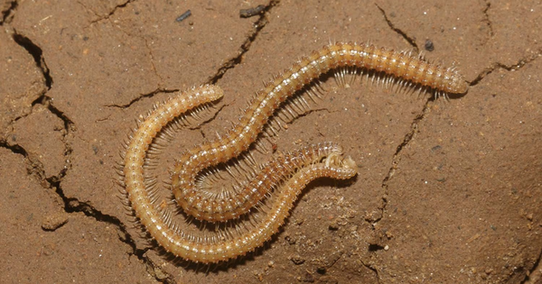 Sự đa dạng các loài động vật trong hang động lớn nhất thế giới