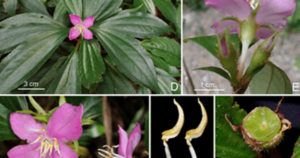 Hai loài thực vật mới phát hiện ở Quảng Trị có đặc điểm gì?