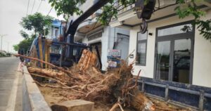 Nguyên nhân hàng chục cây xanh ở Huế bị cưa hạ giữa mùa nắng nóng