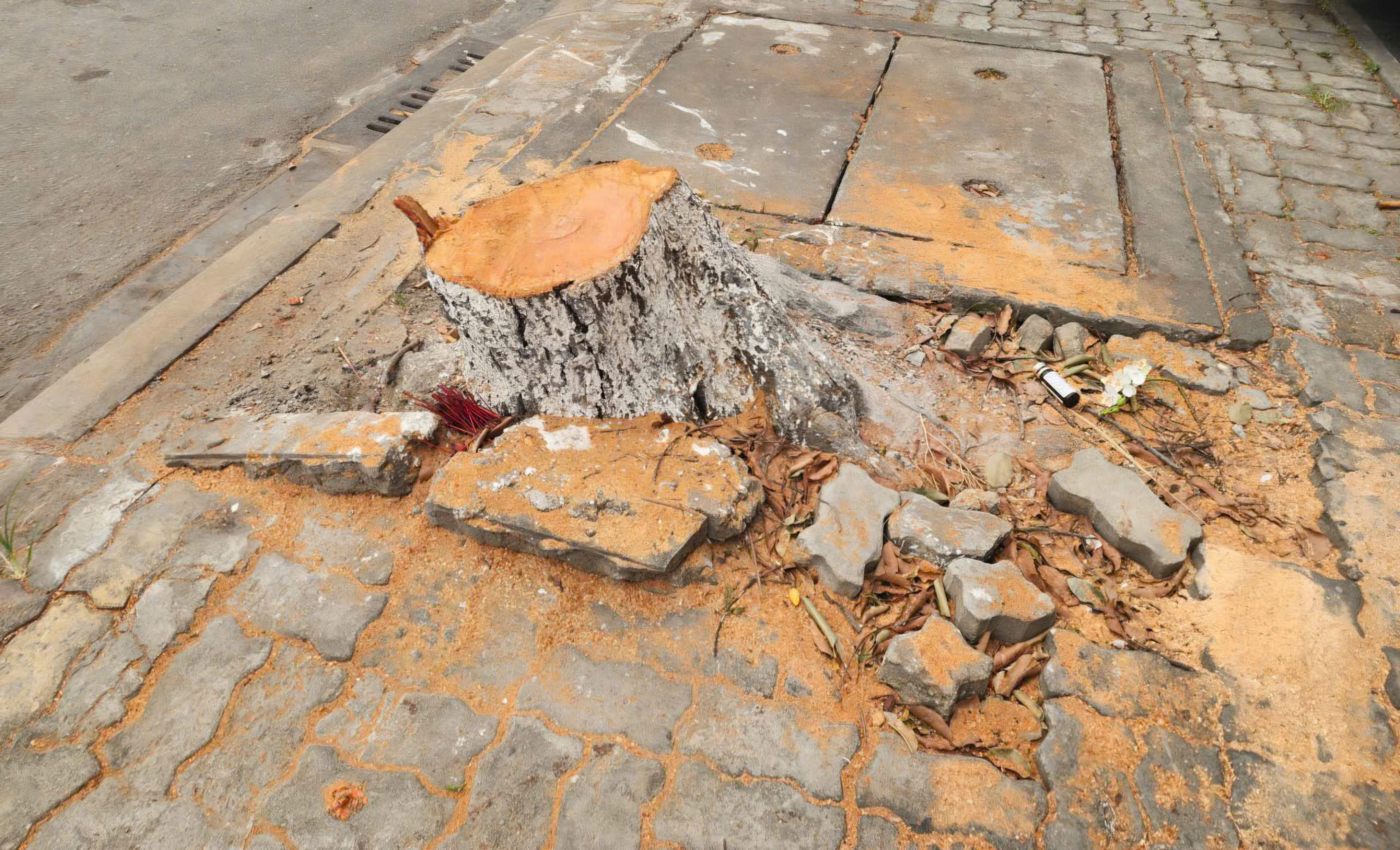 Nguyên nhân hàng chục cây xanh ở Huế bị cưa hạ giữa mùa nắng nóng- Ảnh 1.