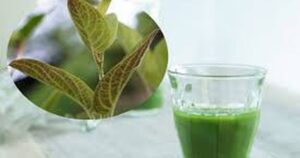 Nước lá mơ có tác dụng gì?