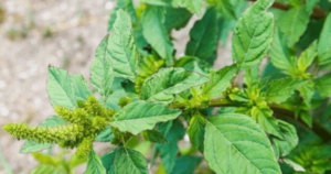 Công dụng chữa bệnh của cây rau dền gai