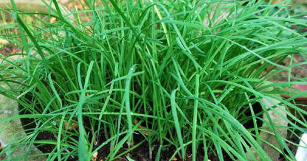 Cách dùng lá hẹ giải độc cơ thể và bảo vệ gan