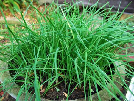 Một số bài thuốc hay từ hẹ