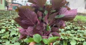 6 nhóm người không nên ăn lá tía tô