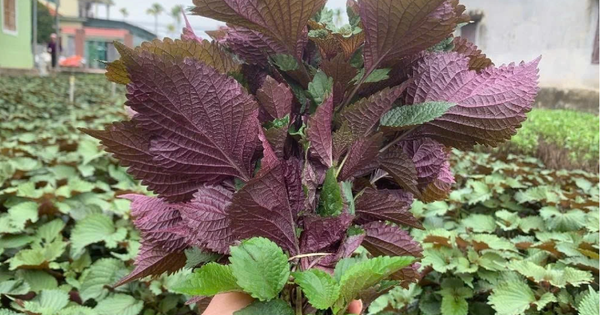 6 nhóm người không nên ăn lá tía tô