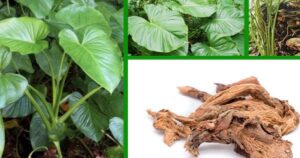 Công dụng quý giá của Thiên niên kiện với sức khỏe xương khớp