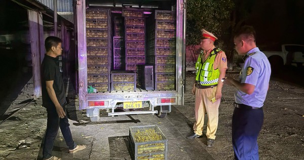 Quảng Ninh: Phát hiện xe tải chở 10.000 vịt con không rõ nguồn gốc trong đêm