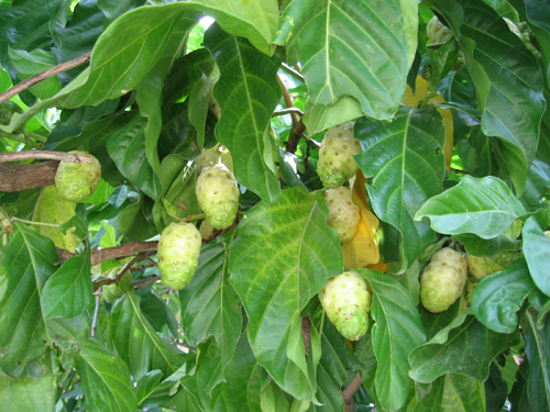 Rễ nhàu khô làm thuốc