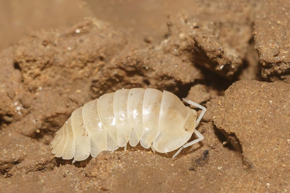 Sự đa dạng các loài động vật trong hang động lớn nhất thế giới- Ảnh 5.