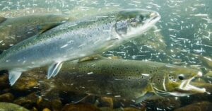 Phản ứng bất ngờ của cá hồi khi ‘phê’ cocaine