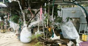 Cây muội hồng sau khi tịch thu có thể trồng lại về tự nhiên không?