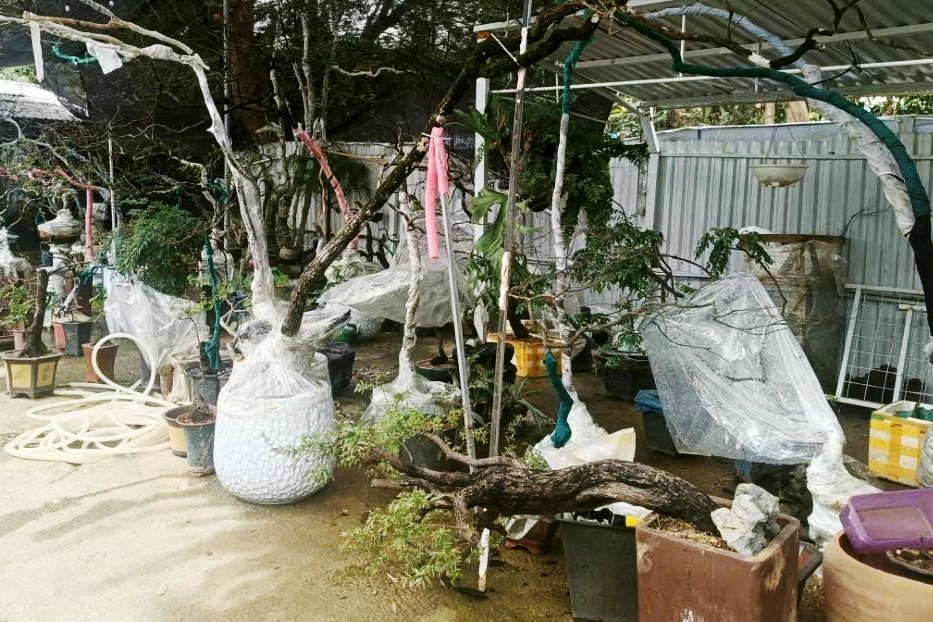 Cây muội hồng sau khi tịch thu có thể trồng lại về tự nhiên không?- Ảnh 1.