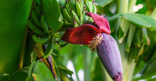 7 lý do nên ăn hoa chuối