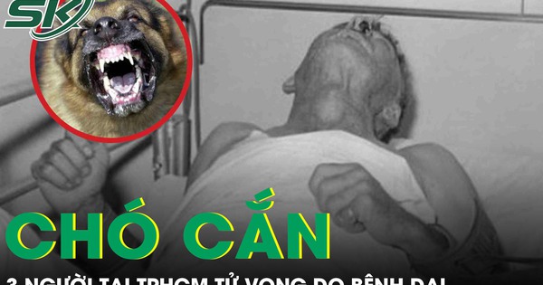 Chó cắn, 3 người tại TPHCM tử vong do bệnh dại