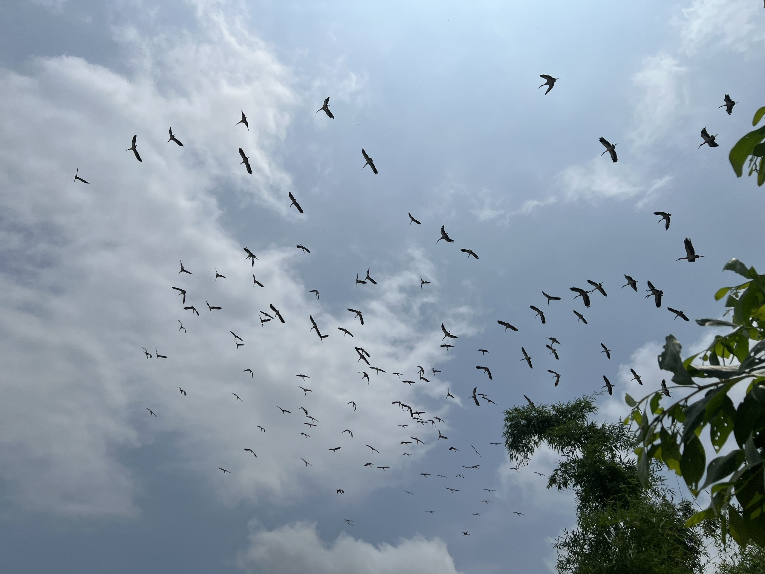 Video ngắm đàn cò nhạn quý hiếm tung cánh trên đồng lúa ở Huế- Ảnh 1.