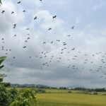 Video ngắm đàn cò nhạn quý hiếm tung cánh trên đồng lúa ở Huế