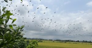 Video ngắm đàn cò nhạn quý hiếm tung cánh trên đồng lúa ở Huế