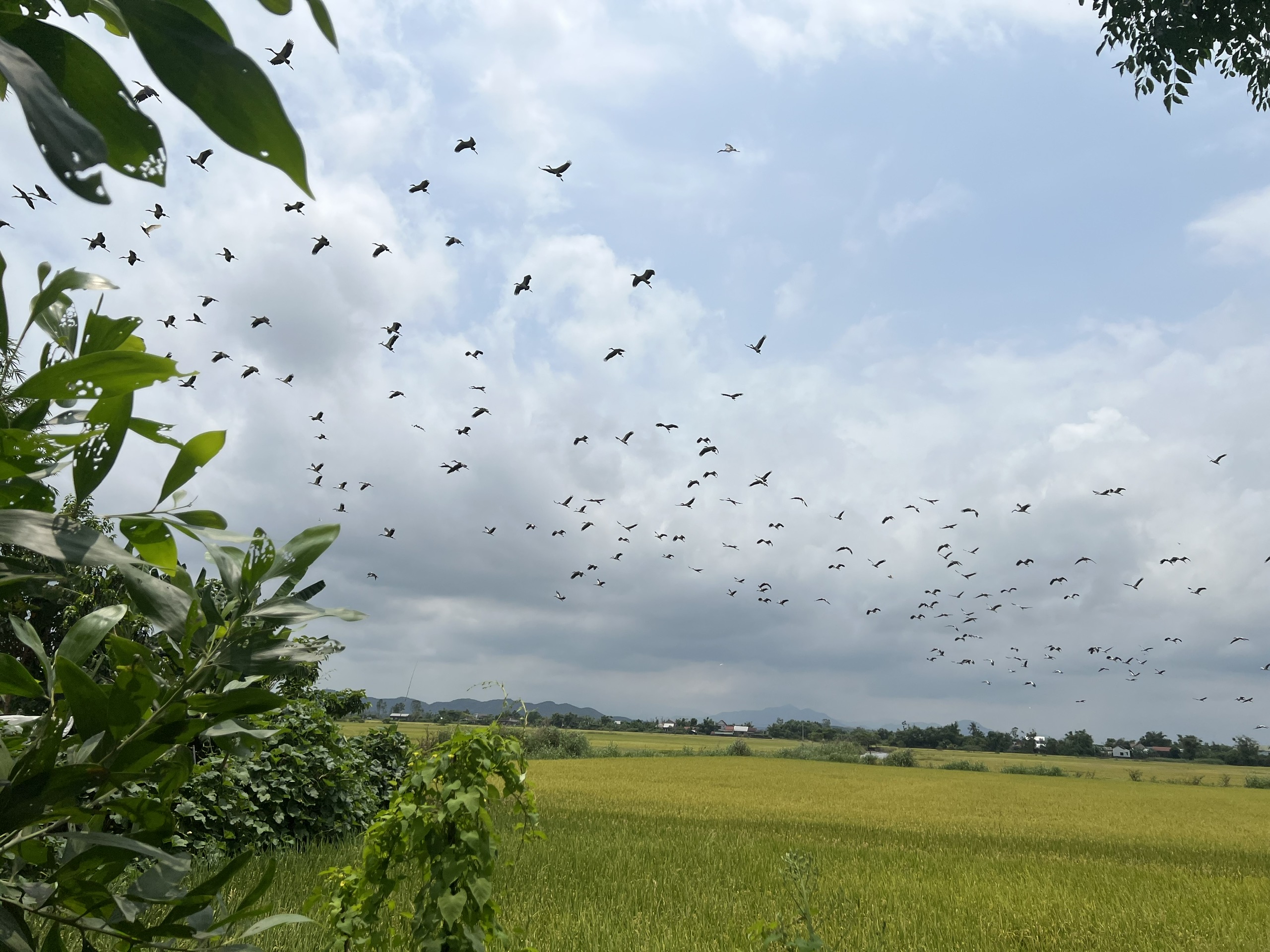 Video ngắm đàn cò nhạn quý hiếm tung cánh trên đồng lúa ở Huế- Ảnh 2.