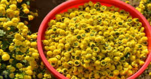 10 món cháo thuốc phòng và trị bệnh trong mùa hè