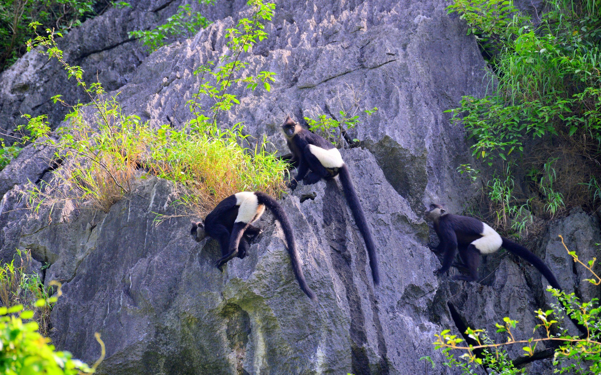 Chiêm ngưỡng voọc mông trắng leo trèo trên cây muội hồng bị săn lùng trong rừng tự nhiên
