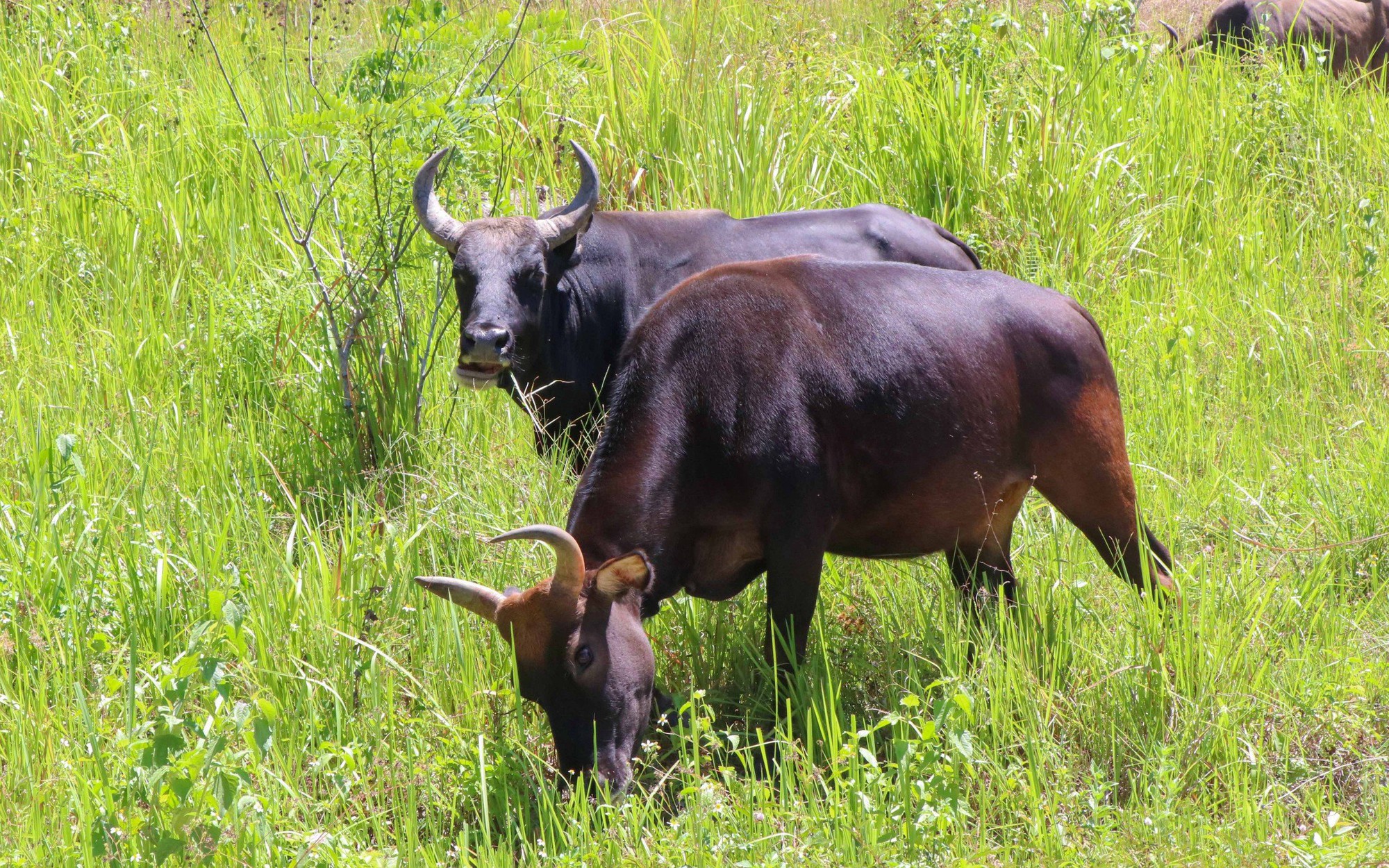 Đàn động vật quý hiếm ở Khánh Hòa thích nghi tốt, mở hướng bảo tồn nguồn gen quý