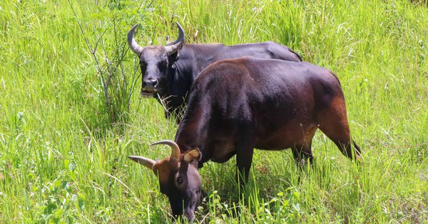 Đàn động vật quý hiếm ở Khánh Hòa thích nghi tốt, mở hướng bảo tồn nguồn gen quý