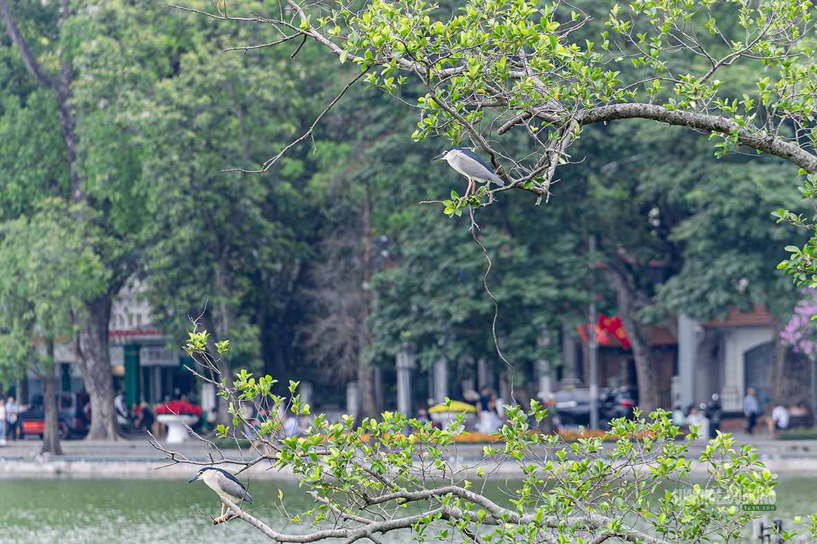 Chim hoang tạo khung cảnh yên bình giữa phố thị Hà Nội- Ảnh 8.