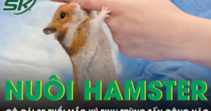 Nuôi chuột hamster, cô gái 30 tuổi mắc ký sinh trùng tấn công não