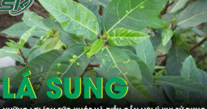 Lá sung có phải ‘thần dược’ như lời đồn?