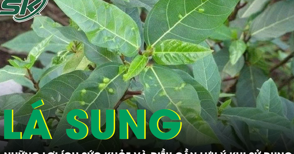Lá sung có phải ‘thần dược’ như lời đồn?