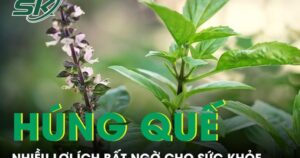 Ăn húng quế thường xuyên có thể mang lại nhiều lợi ích bất ngờ cho sức khỏe