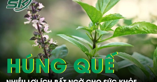 Ăn húng quế thường xuyên có thể mang lại nhiều lợi ích bất ngờ cho sức khỏe