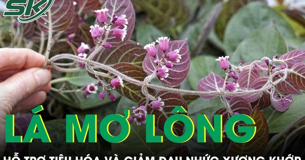 Loại lá mọc đầy vườn giúp hỗ trợ tiêu hóa và giảm đau nhức xương khớp