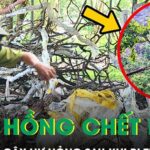 Hàng trăm cây muội hồng chết khô, không được ươm trồng sau khi thu giữ