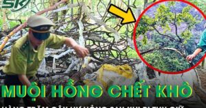 Hàng trăm cây muội hồng chết khô, không được ươm trồng sau khi thu giữ