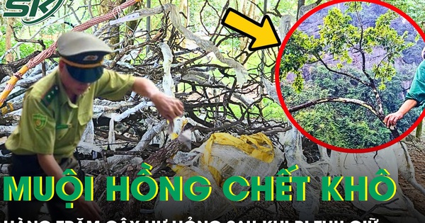 Hàng trăm cây muội hồng chết khô, không được ươm trồng sau khi thu giữ