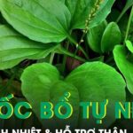 Cây mọc dại ven đường được ví như ‘thuốc bổ tự nhiên’ giúp thanh nhiệt và hỗ trợ thận