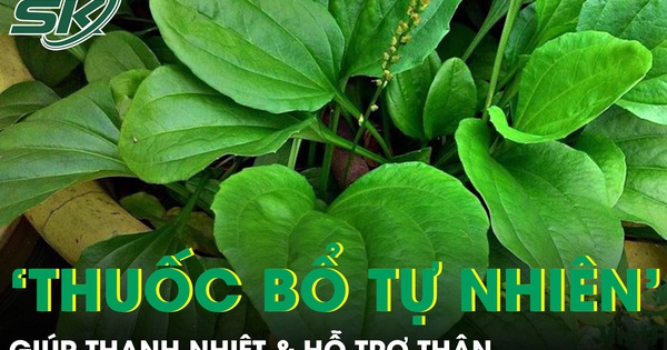 Cây mọc dại ven đường được ví như ‘thuốc bổ tự nhiên’ giúp thanh nhiệt và hỗ trợ thận