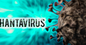 Bộ Y tế lên tiếng về virus Hanta sau chùm ca tử vong trên tàu du lịch nước ngoài