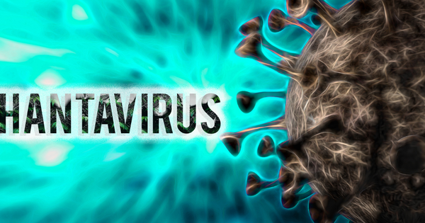 Bộ Y tế lên tiếng về virus Hanta sau chùm ca tử vong trên tàu du lịch nước ngoài