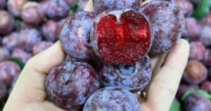 Quả mận có tốt không và những ai nên ăn mận?