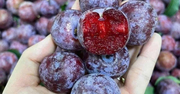 Quả mận có tốt không và những ai nên ăn mận?