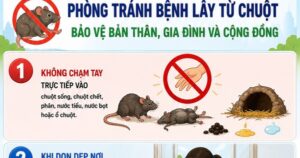 [Infographic] 5 khuyến cáo phòng bệnh virus Hanta