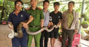 Phát hiện trăn đất nặng 14kg bất ngờ bò vào nhà dân ở Tây Ninh