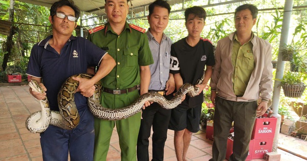 Phát hiện trăn đất nặng 14kg bất ngờ bò vào nhà dân ở Tây Ninh